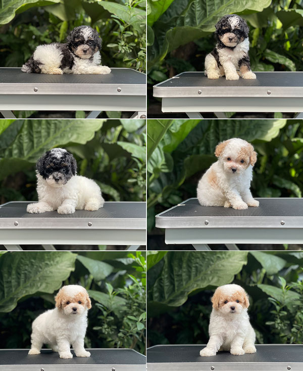 For Sale Puppy Tiny Parti Toy Poodle