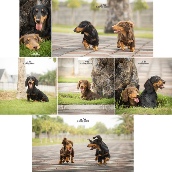 Longhaired Dachshund Jantan Remaja Bloodline Eropa