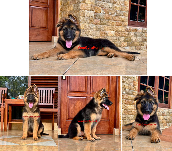 Jual German Shepherd / Herder Female Long Hair