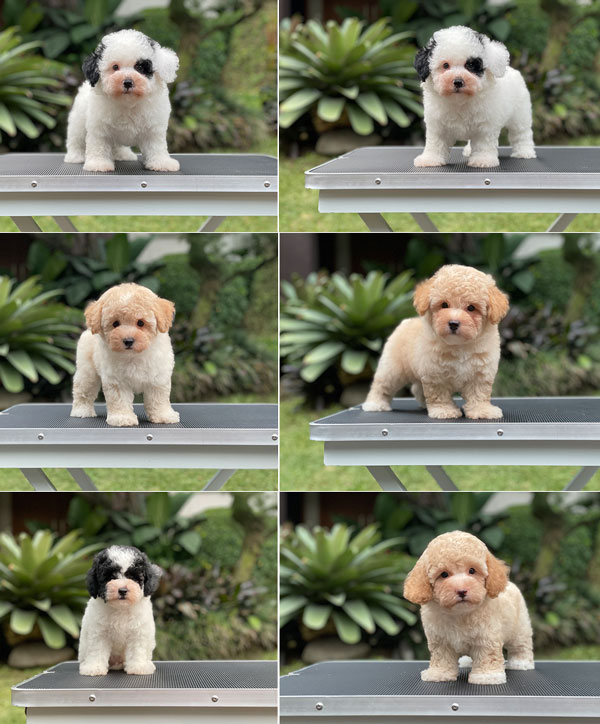 For Sale Puppy Tiny Parti & Apricot Toy Poodle