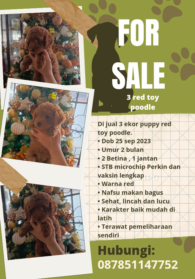 Jual 3 Ekor Puppy Red Toy Poodle