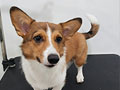 Dijual 3 Ekor Pembroke Welsh Corgi Puppies