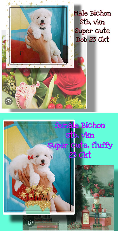 Jual Speasang Bichon Murah Berkualitas