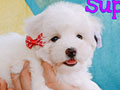 Jual Speasang Bichon Murah Berkualitas