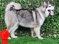 Jual Giant Alaskan Malamute Betina