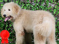 Jual Giant Poodle Jantan