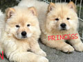 For Sale 3 Ekor Anakan Chow Chow