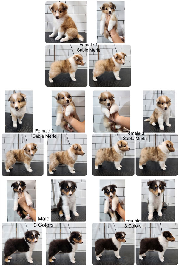 For Sale Very Cute Shetland Sheepdog