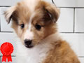 For Sale Very Cute Shetland Sheepdog