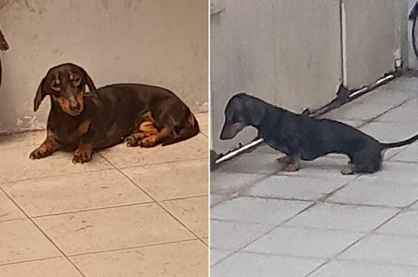 Jual Anjing Tekel Betina