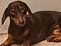 Jual Anjing Tekel Betina