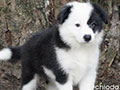 For Sale Border Collie Female