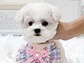 Tiny Korean Line Pretty & Dolly Face Bichon Frise - Ireland