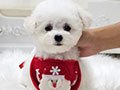 Miny Korean Line Pretty & Dolly Face Bichon Frise - Johan