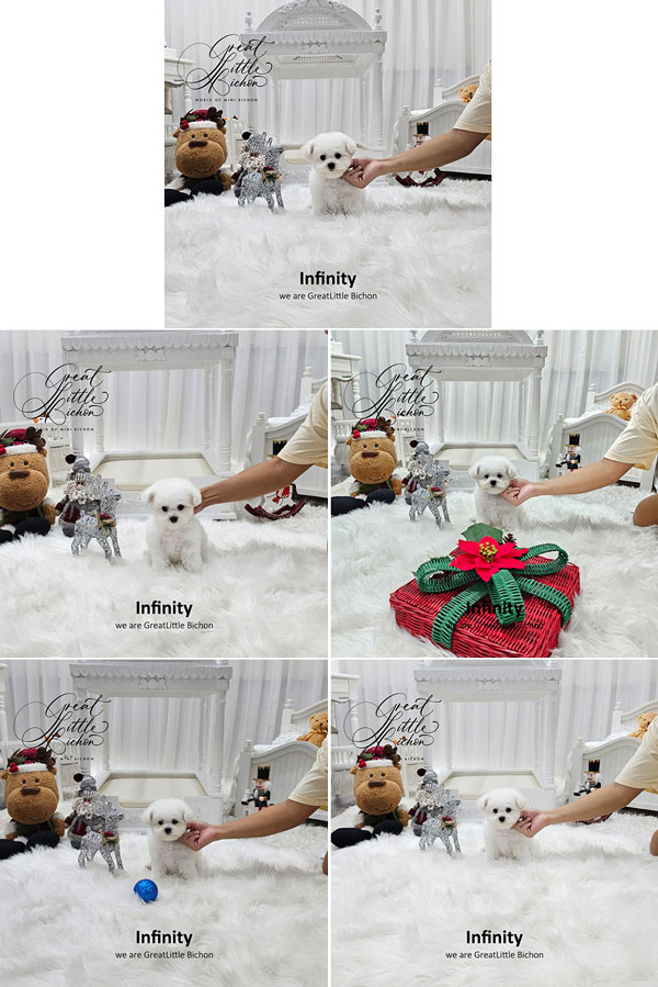 Tiny Korean Line Pretty & Dolly Face Bichon Frise - Infinity