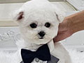 Tiny Korean Line Pretty & Dolly Face Bichon Frise - Instagram