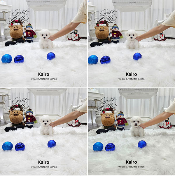 Tiny Korean Line Pretty & Dolly Face Bichon Frise - Kairo