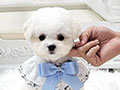 Mini Korean Line Pretty & Dolly Face Bichon Frise - Jimena