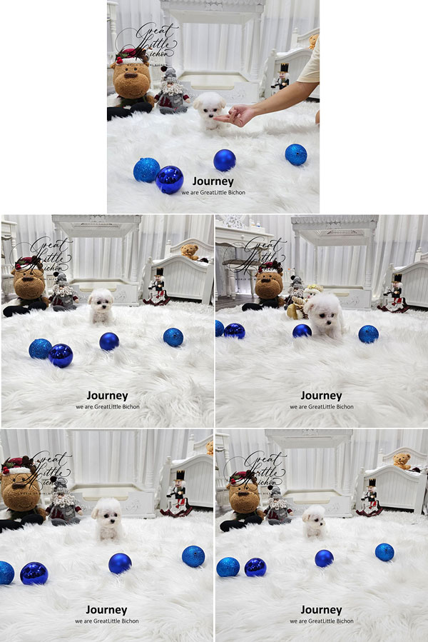Super Tiny Korean Line Pretty & Dolly Face Bichon Frise - Journey