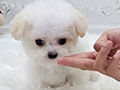 Super Tiny Korean Line Pretty & Dolly Face Bichon Frise - Journey