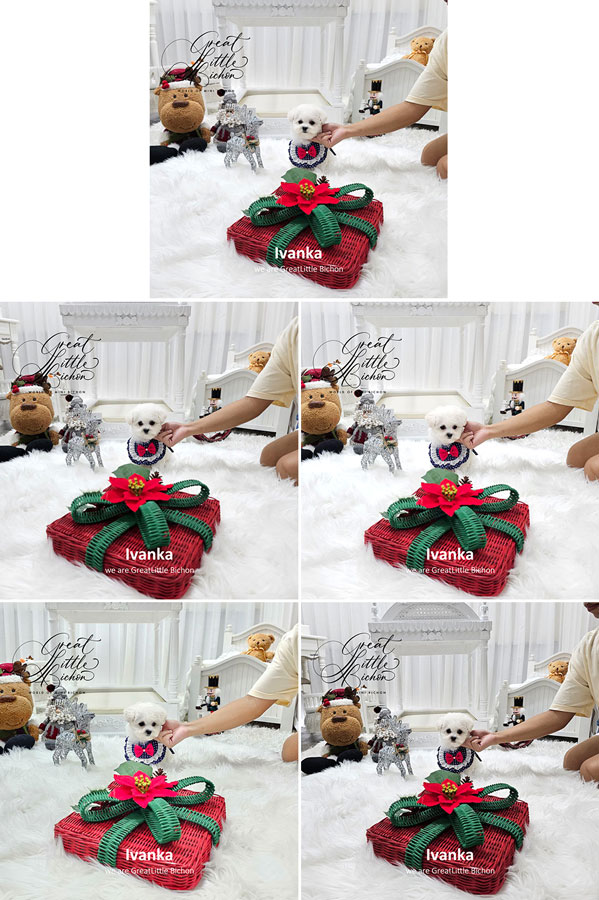 Tiny Korean Line Pretty & Dolly Face Bichon Frise - Ivanka