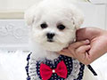 Tiny Korean Line Pretty & Dolly Face Bichon Frise - Ivanka