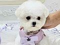 Super Tiny Korean Line Pretty & Dolly Face Bichon Frise - Havana