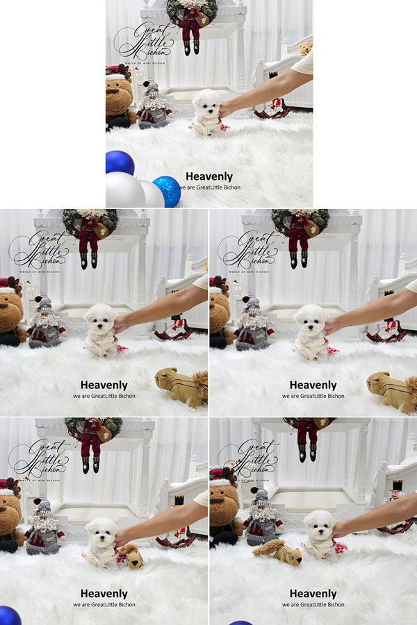 Super Tiny Korean Line Pretty & Dolly Face Bichon Frise - Heavenly