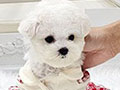 Super Tiny Korean Line Pretty & Dolly Face Bichon Frise - Heavenly