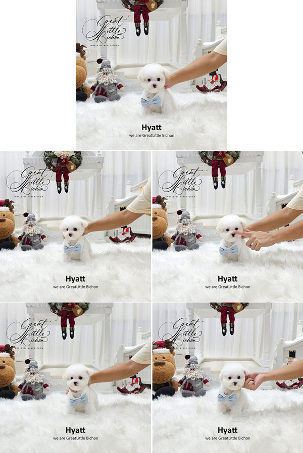 Tiny Korean Line Pretty & Dolly Face Bichon Frise - Hyatt