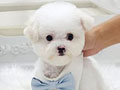 Tiny Korean Line Pretty & Dolly Face Bichon Frise - Hyatt