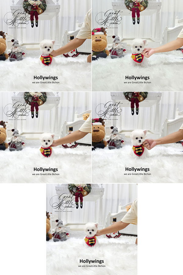 Tiny Korean Line Pretty & Dolly Face Bichon Frise - Hollywings