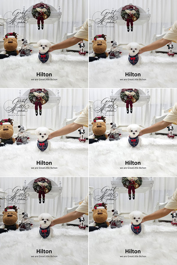 Tiny Korean Line Pretty & Dolly Face Bichon Frise - Hilton