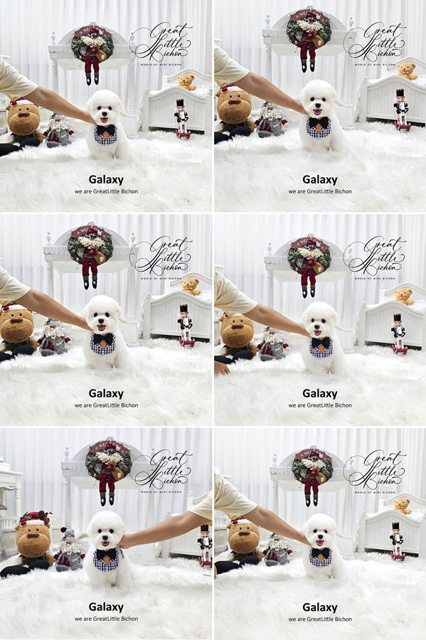 Tiny Korean Line Pretty & Dolly Face Bichon Frise - Galaxy