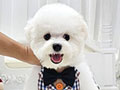 Tiny Korean Line Pretty & Dolly Face Bichon Frise - Galaxy