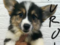 Jual Welsh Corgi With Tail 