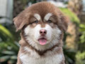 For Sale Puppy Male & Female Alaskan Malamute