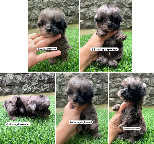 Teacup Blue Merle Poodle Male
