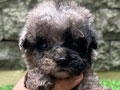 Teacup Blue Merle Poodle Male