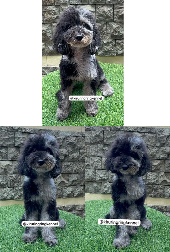 Blue Merle Poodle Male