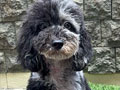 Blue Merle Poodle Male