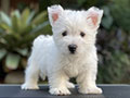 For Sale Puppy Male West Highland Terrier