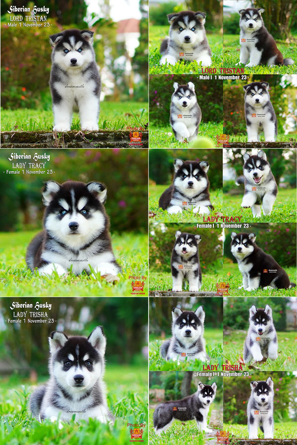 Jual 3 Baby Betina Siberian Husky Super Pet Quality