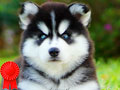 Jual 3 Baby Betina Siberian Husky Super Pet Quality
