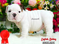 Jual 1 Baby English Buldog Super High Quality
