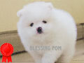 Jual Anakan Pomeranian Kualitas Bagus