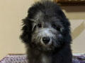 Dijual Anakan Silver Poodle Setengah Hibah