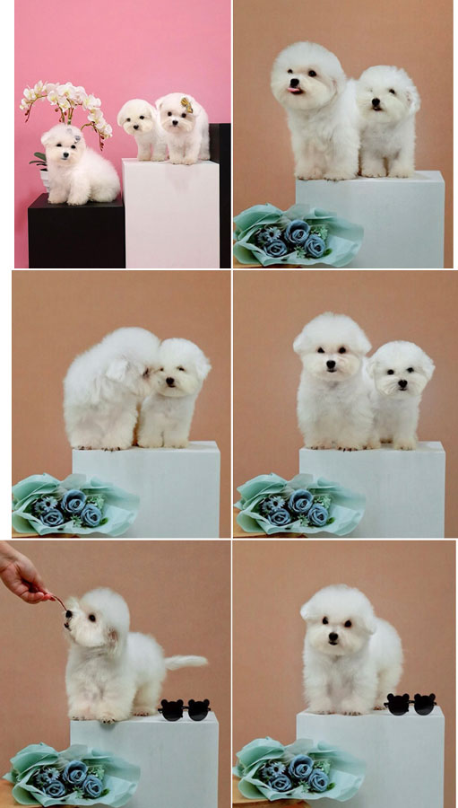 High Quality Coton de Tulear Puppies