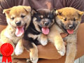 Dijual Cepat 2 Male Red Shiba Puppy