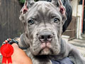 Future Champion Cane Corso Puppies